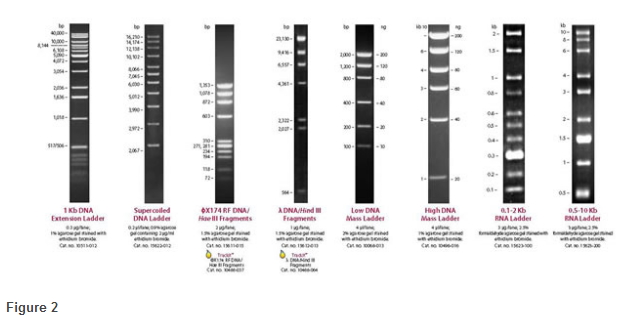 TRACKIT 1 KB PLUS DNA LADDER100 - 佑 研 匠 簇 网 上 商 城.