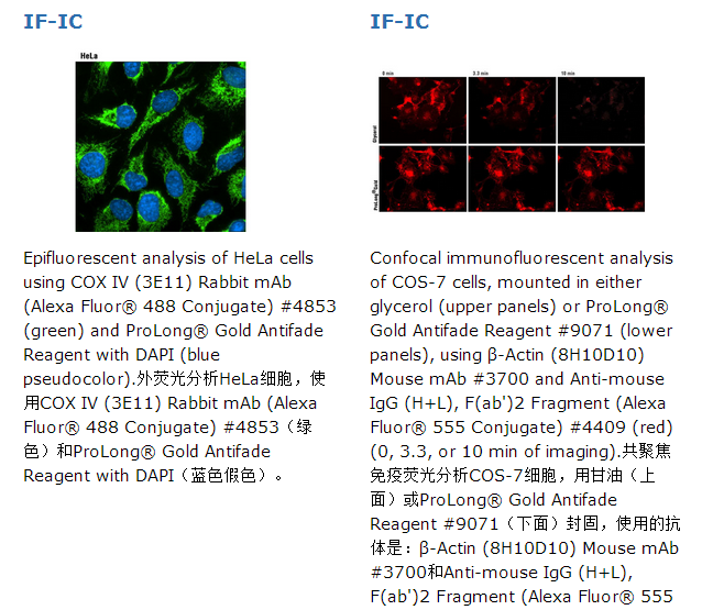 ProLong ? Gold Antifade Reagent with DAPI 佑研匠簇网上商城